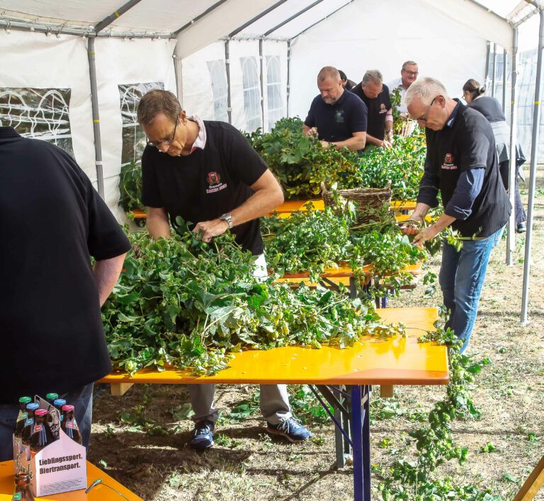 Jahr für Jahr veranstaltet die ­Ochsenfurter Kauzenbräu einen Wettbewerb im Hopfenzupfen.